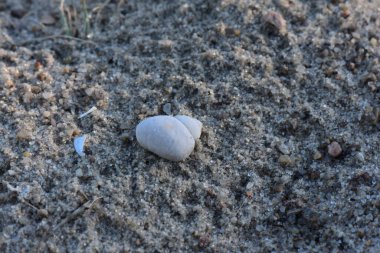 Gün batımında kumlu sahilde nehir kabuğu. Yakın plan.