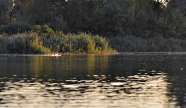 Gölün üzerinde altın gün batımı Ormanın üzerinde güneş diski