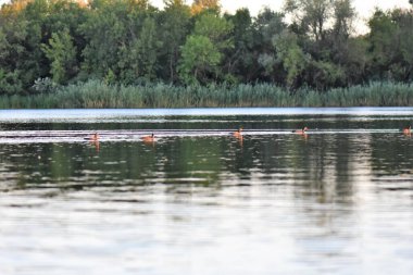 Gölün üzerinde altın gün batımı Ormanın üzerinde güneş diski