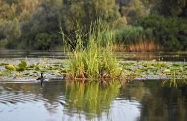 # Gölün üzerinde siyah yaban ördekleri #