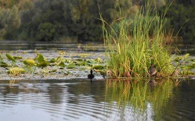 Yaz akşamları gölde siyah ördek
