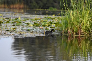 # Gölün üzerinde siyah yaban ördekleri #