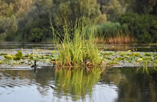 # Gölün üzerinde siyah yaban ördekleri #