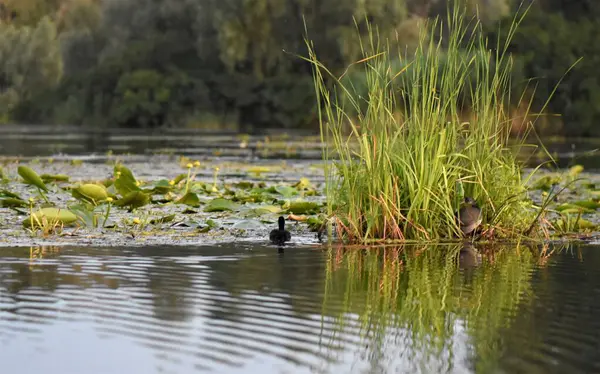Yaz akşamları gölde siyah ördek