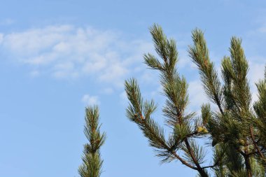 Çam ağacı dalları yaz güneşli bir günde kapanır.