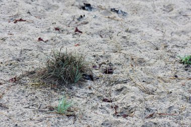 Ukrayna 'da bir çam ormanında kumdaki çimenler.