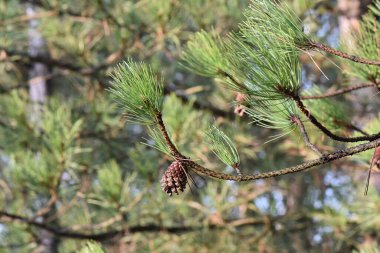 Çam kozalağı güneşli yaz gününde yakın bir dalda