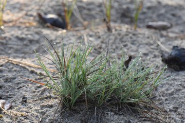Sonbahar ormanında yağmurdan sonra bir demet yeşil ot