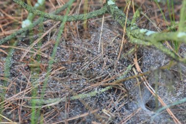 Kuru çimenlerin üzerinde örümcek ağı