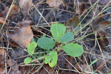 Çam ormanındaki yabani bitkiler yaz mevsiminde kapanır.