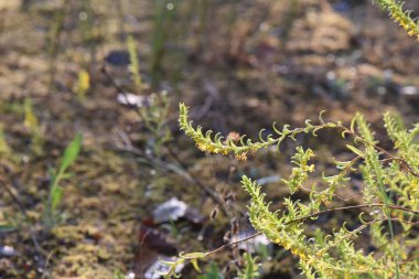 Çam ormanındaki yabani bitkiler yaz mevsiminde kapanır.