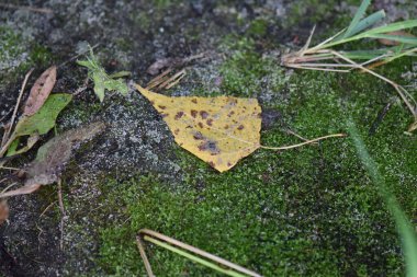 Sonbahar yaprağı yeşil yosun
