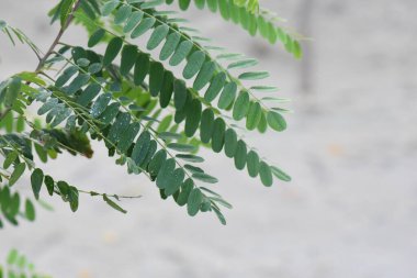 akasya ağacı taze yapraklar dallara yakın.