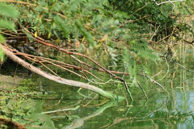 Yaz sabahı bataklıkta kuru dallar 
