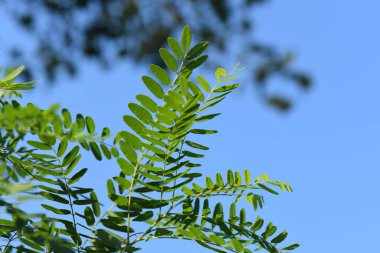 Akasya yeşil yaprakları yağmur damlalarıyla kaplıdır.