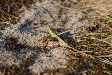 Kumlu zeminde yeşil çekirgeler. Yakın plan.