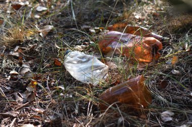 Çam ormanında plastik şişeler