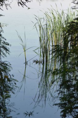 Güneşli yaz mevsiminde Dnipro nehrinde yeşil sazlıklar