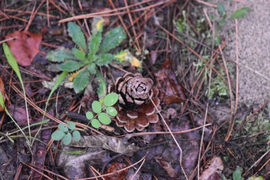 Kuru çam kozalağı ormanda yere yakın.