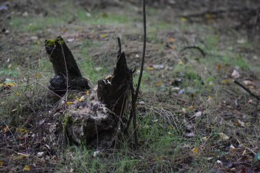 Çam ormanındaki eski kuru kütük. Yakın plan.