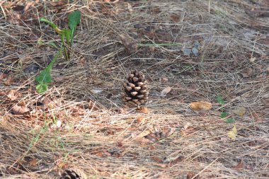 Kuru çam kozalağı ormanda yere yakın.
