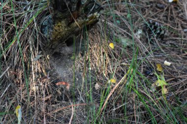Çam ormanında yağmur damlalarıyla örümcek dişi.