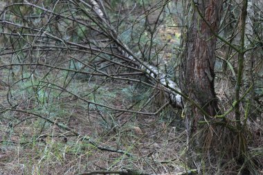 Yaz mevsiminin sonlarında çam ormanında devrilmiş ağaç. 