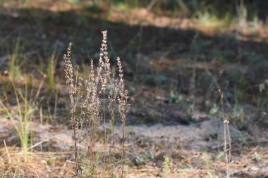Çam ormanlarında kurak çiçekler yaz günbatımında