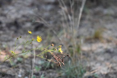 Çam ormanında sarı yabani çiçekler Yaz günbatımında
