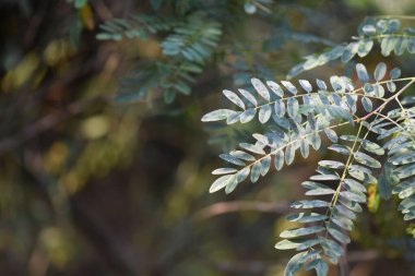 Akasya yeşil yaprakları yağmur damlalarıyla kaplıdır.