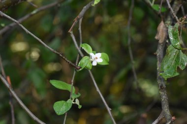 Yazın sonlarına doğru bir dalda renkli yapraklar