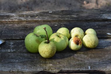 Olgun elmaların üzerinde yeşil Ahşap arka planda sabah güneşinde 