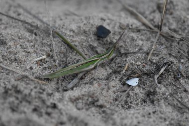 Kumlu zeminde yeşil çekirgeler. Yakın plan.