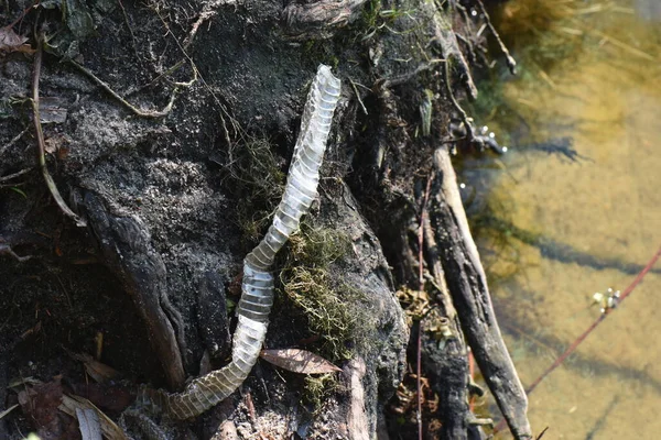 snake skin shed on roots by the river in late summer season