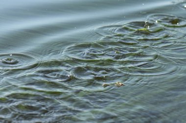 Yeşil nehir suyunda siyah kürek üstüne su sıçrıyor.
