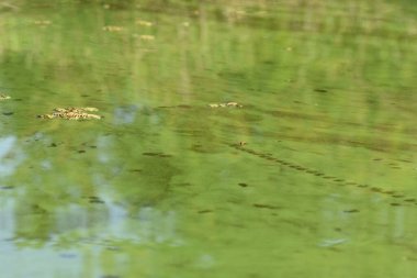 Yeşil nehir suyu yakın çekim