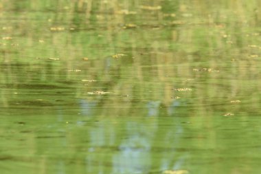 Yeşil nehir suyu yakın çekim