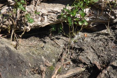Güneşli yaz gününde ağaç kökleri üzerinde su yılanı derisi