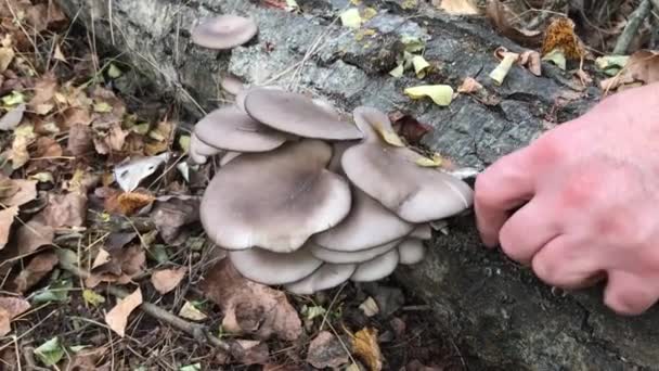 Cut Oyster Mushrooms Tree Trunk — Stock Video