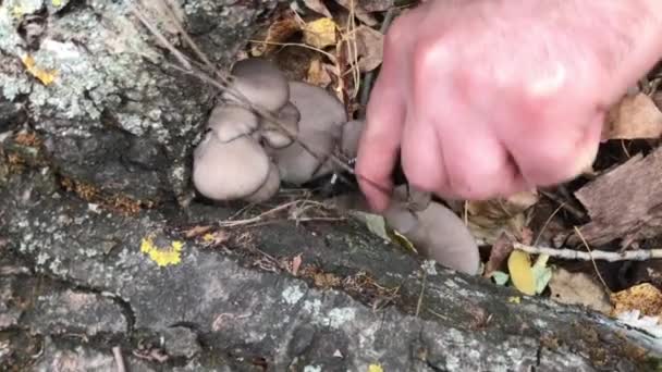 从树干上切下牡蛎蘑菇 — 图库视频影像