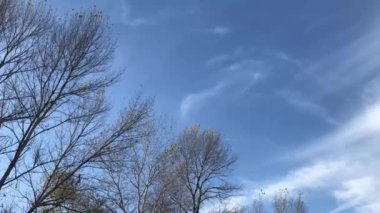 Karışık ağaç ormanı Ekimin güneşli ve rüzgarlı gününde