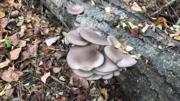 Cogumelos Ostra Tronco Árvore — Vídeo de Stock