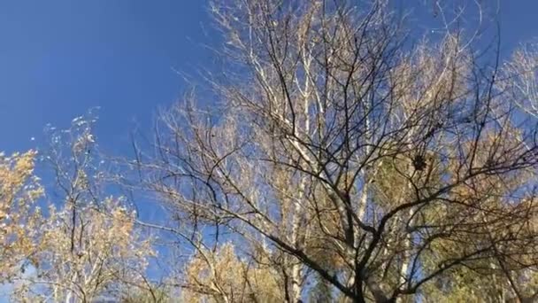 Trees Blue Sky Background Autumn — Stock Video