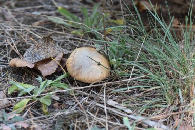 Çam ormanındaki kahverengi mantar başı Sonbaharda kapanıyor 