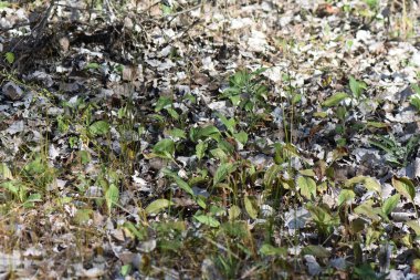 Sonbaharda kuru yapraklar ve yeşil çimenler