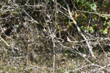 Yapraksız kuru dallar.