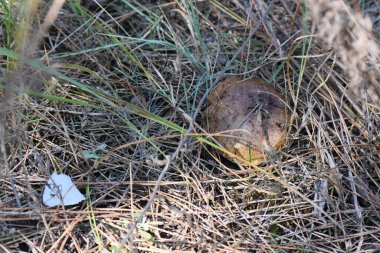 Çam ormanındaki kahverengi mantar başı Sonbaharda kapanıyor 