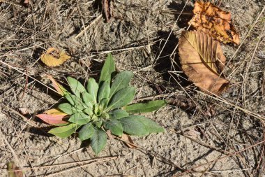 Çam ormanlarında sonbahar yaprakları ve kumdaki yeşil çimenler 