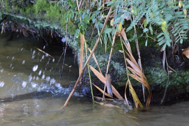 Yaz mevsiminde yosunlarla kaplı bir taşın üzerinde kırılan bir dalganın yansımaları.