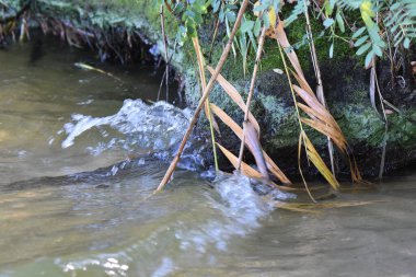 Yaz mevsiminde yosunlarla kaplı bir taşın üzerinde kırılan bir dalganın yansımaları.